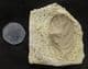 BEAUTIFULLY PRESERVED LEAF IN TRAVERTINE - HOLOCENE, JAVA.