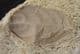 BEAUTIFULLY PRESERVED LEAF IN TRAVERTINE - HOLOCENE, JAVA.
