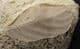 BEAUTIFULLY PRESERVED LEAF IN TRAVERTINE - HOLOCENE, JAVA.