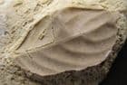 BEAUTIFULLY PRESERVED LEAF IN TRAVERTINE - HOLOCENE, JAVA.