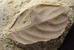 BEAUTIFULLY PRESERVED LEAF IN TRAVERTINE - HOLOCENE, JAVA.