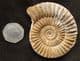 BEAUTIFULLY PRESERVED PERISPHINCTID AMMONITE - JURASSIC, MADAGASCAR.