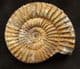 BEAUTIFULLY PRESERVED PERISPHINCTID AMMONITE - JURASSIC, MADAGASCAR.