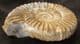 BEAUTIFULLY PRESERVED PERISPHINCTID AMMONITE - JURASSIC, MADAGASCAR.