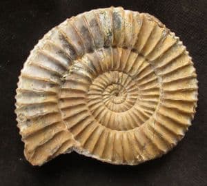 BEAUTIFULLY PRESERVED PERISPHINCTID AMMONITE - JURASSIC, MADAGASCAR.