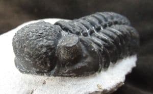 BEAUTIFULLY PRESERVED PHACOPID - DEVONIAN, MOROCCO.