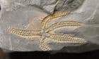 BEAUTIFULLY PRESERVED STARFISH - ORDOVICIAN, MOROCCO.
