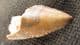 BEAUTIFULLY PRESERVED TOOTH OF THE ALBELIASAURID THEROPOD DINOSUA MANJUNGASAURUS FROM THE UPPER CRET