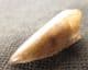BEAUTIFULLY PRESERVED TOOTH OF THE ALBELIASAURID THEROPOD DINOSUA MANJUNGASAURUS FROM THE UPPER CRET