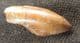 BEAUTIFULLY PRESERVED TOOTH OF THE ALBELIASAURID THEROPOD DINOSUA MANJUNGASAURUS FROM THE UPPER CRET