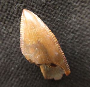 BEAUTIFULLY PRESERVED TOOTH OF THE ALBELIASAURID THEROPOD DINOSUA MANJUNGASAURUS FROM THE UPPER CRET
