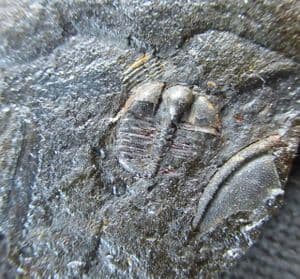 BERGAMIA PRIMA - ORDOVICIAN, WALES.