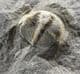 BETTONOLITHUS CHAMBERLAINI - LOWER ORDOVICIAN, WALES.