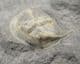 BETTONOLITHUS CHAMBERLAINI - LOWER ORDOVICIAN, WALES.