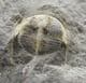 BETTONOLITHUS CHAMBERLAINI - LOWER ORDOVICIAN, WALES.