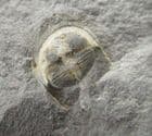 BETTONOLITHUS CHAMBERLAINI - LOWER ORDOVICIAN, WALES.