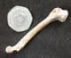 BIRD FEMUR - PLEISTOCENE, FRANCE.