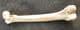 BIRD FEMUR - PLEISTOCENE, FRANCE.