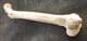 BIRD FEMUR - PLEISTOCENE, FRANCE.