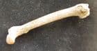 BIRD FEMUR - PLEISTOCENE, FRANCE.
