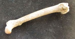BIRD FEMUR - PLEISTOCENE, FRANCE.