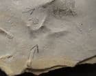 BIRD FOOTPRINTS - EOCENE, COLORADO, USA.