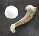 BIRD HUMERUS  - PLEISTOCENE, FRANCE.