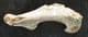 BIRD HUMERUS  - PLEISTOCENE, FRANCE.