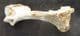BIRD HUMERUS  - PLEISTOCENE, FRANCE.