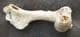 BIRD HUMERUS  - PLEISTOCENE, FRANCE.