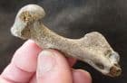 BIRD HUMERUS  - PLEISTOCENE, FRANCE.