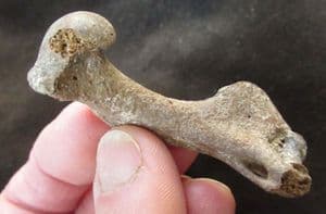 BIRD HUMERUS  - PLEISTOCENE, FRANCE.