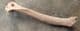 BIRD HUMERUS - PLEISTOCENE, MINNESOTA, USA.