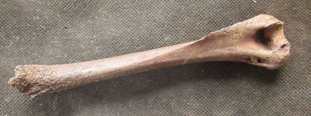 BIRD HUMERUS - PLEISTOCENE MINNESOTA USA