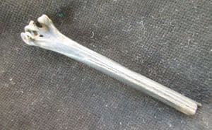 BIRD - TARSO-METATARSAL BONE - LATE PLEISTOCENE, MINNESOTA.