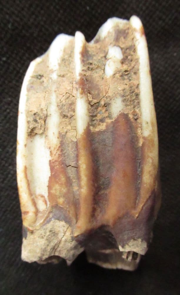 BISON TOOTH - PLEISTOCENE OXFORDSHIRE