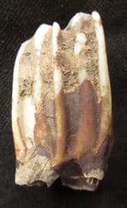 BISON TOOTH - PLEISTOCENE, OXFORDSHIRE.