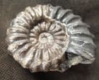 BLACK AND WHITE CALCITE ANDROGYNOCERAS - JURASSIC, GERMANY.