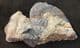 BLACK LEIOCERAS - JURASSIC, BURTON BRADSTOCK.