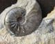 BLACK LEIOCERAS - JURASSIC, BURTON BRADSTOCK.