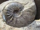BLACK LEIOCERAS - JURASSIC, BURTON BRADSTOCK.