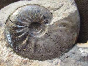 BLACK LEIOCERAS - JURASSIC, BURTON BRADSTOCK.