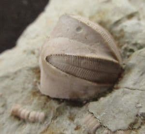 BLASTOID WITH CRINOID STEMS AND BRYOZOANS - CARBONIFEROUS, ILLINOIS, USA.