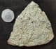 BRACHIOPODS AND TENTACULITES - ORDOVICIAN, SHROPSHIRE.