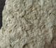BRACHIOPODS AND TENTACULITES - ORDOVICIAN, SHROPSHIRE.