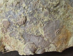 BRACHIOPODS AND TENTACULITES - ORDOVICIAN, SHROPSHIRE.