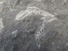 BRINE SHRIMPS - CARBONIFEROUS, EDINBURGH.