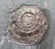 BRITAINS'S EARLIEST AMMONITE - LOWERMOST JURASSIC, SOMERSET.