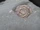 BRITAINS'S EARLIEST AMMONITE - LOWERMOST JURASSIC, SOMERSET.