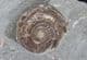 BRITAINS'S EARLIEST AMMONITE - LOWERMOST JURASSIC, SOMERSET.